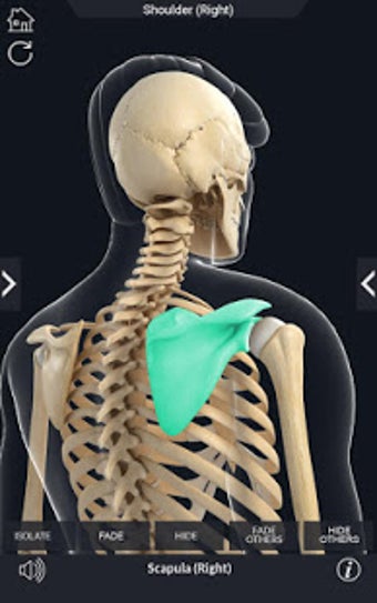 Image 0 for My Skeleton Anatomy