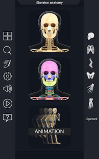 Image 1 for My Skeleton Anatomy