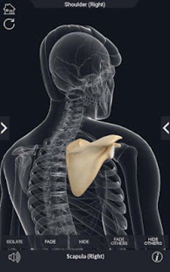 Image 3 for My Skeleton Anatomy