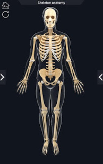 Image 2 for My Skeleton Anatomy