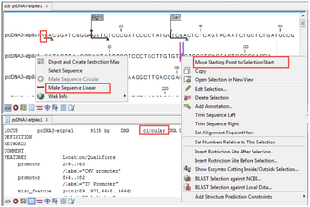 Image 0 for CLC Sequence Viewer