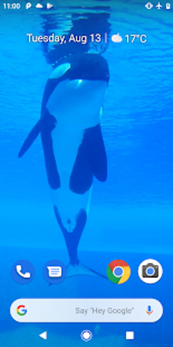 Imagen 0 para Orca Killer Whale Video W…
