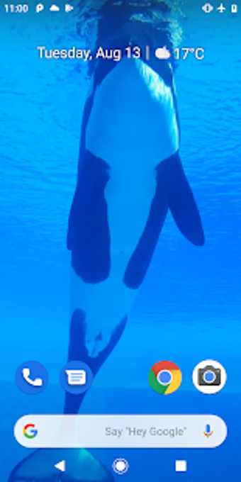 Imagen 2 para Orca Killer Whale Video W…