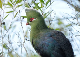 Imagen 0 para Bird Saver-II