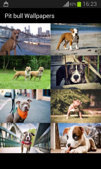 Image 0 for Pit bull Wallpapers