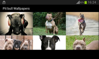 Image 1 for Pit bull Wallpapers