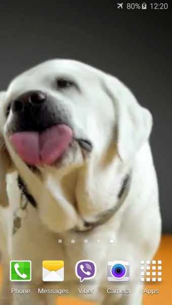 Imagen 0 para Dog Licks Screen 4K Wallp…