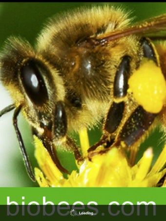 Imagen 5 para BioBees - The Barefoot Be…