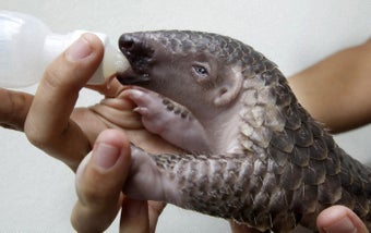 Imagen 0 para Animal Saver