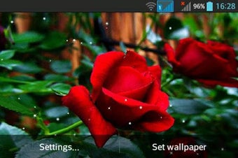 Image 0 for Rose