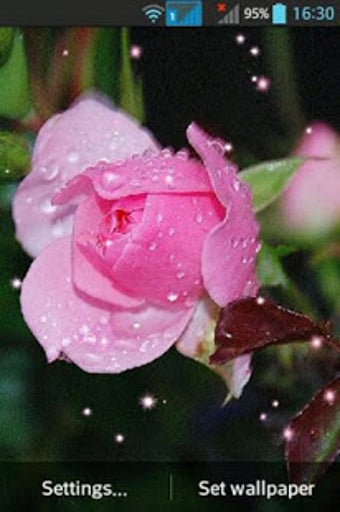 Image 2 for Rose