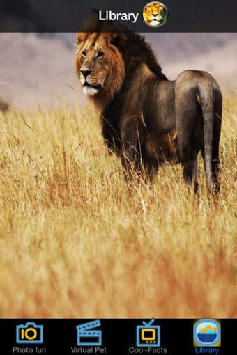 Image 0 for Pocket Pet Lion
