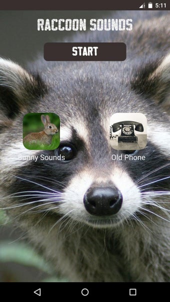 Imagen 1 para Raccoon Sounds