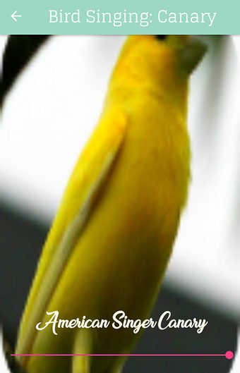 Image 2 for Bird Singing: Canary