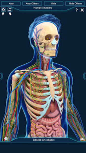 Image 3 for Human Anatomy