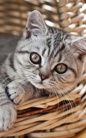 Imagen 1 para Kittens Live Wallpaper