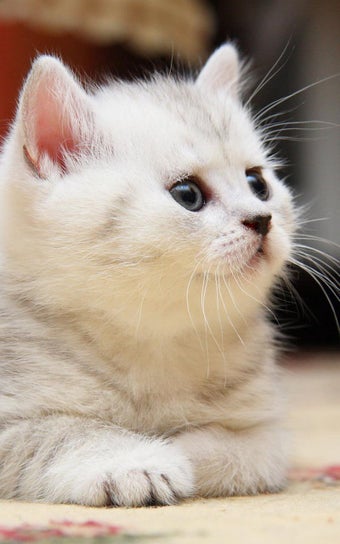 Imagen 2 para Kittens Live Wallpaper