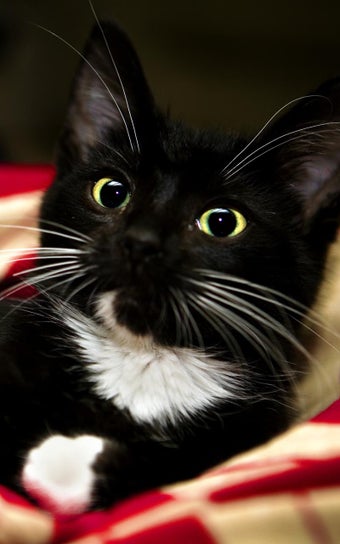 Imagen 3 para Kittens Live Wallpaper