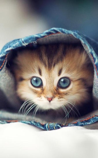 Imagen 0 para Kittens Live Wallpaper