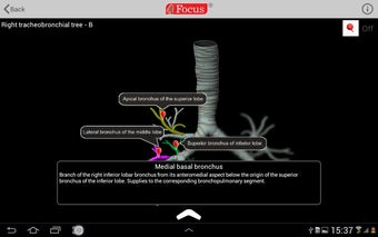 Imagen 0 para Lungs - Digital Anatomy A…