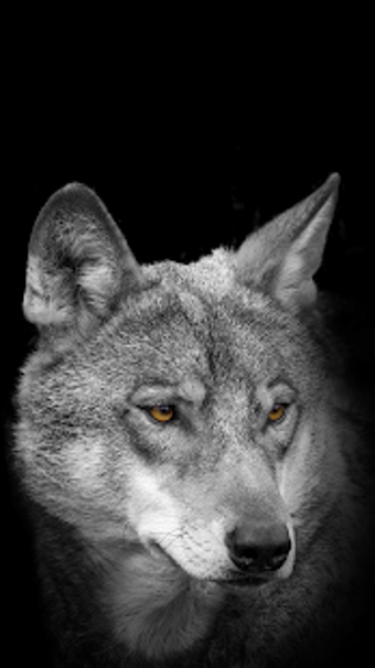 Image 0 for Wolf Wallpaper