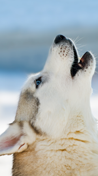 Image 2 for Wolf Wallpaper
