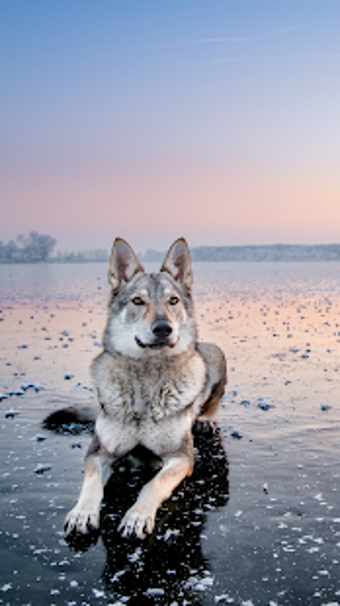 Image 3 for Wolf Wallpaper