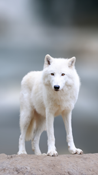 Image 1 for Wolf Wallpaper