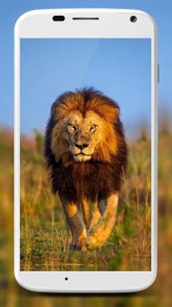 Image 0 for Lion Wallpapers