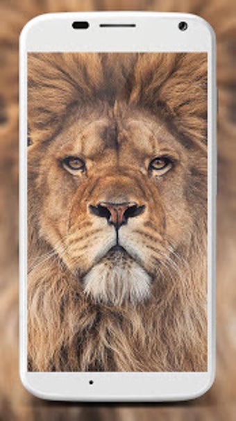 Image 2 for Lion Wallpapers