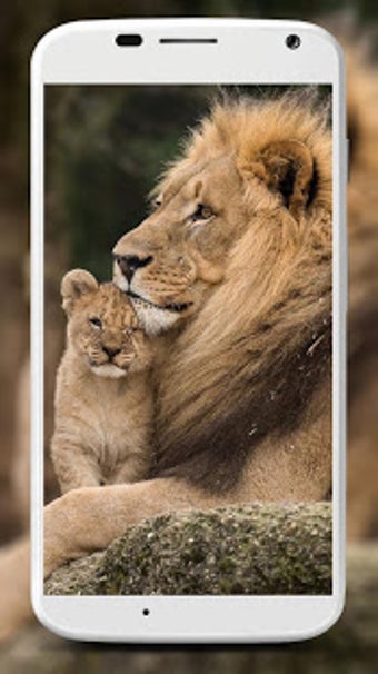 Image 3 for Lion Wallpapers