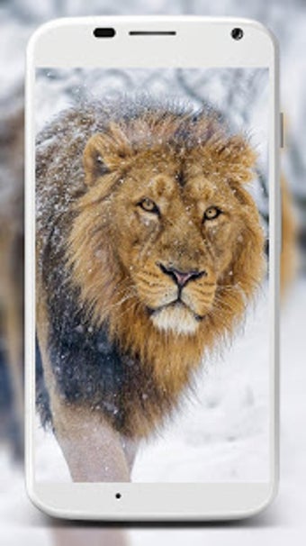 Image 1 for Lion Wallpapers
