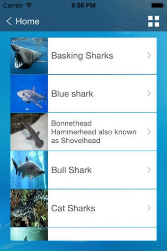 Image 0 for Shark Patrol