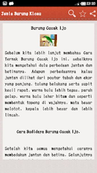Image 2 for Jenis Burung Kicau