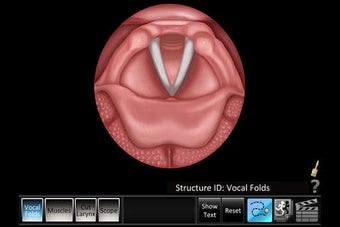Image 0 for Vocal Folds ID