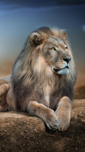 Image 2 for Wild Animal Photo Frames