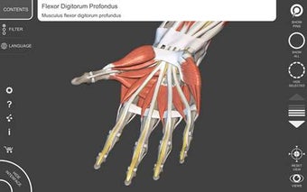 Image 0 for Muscular System - 3D Atla…