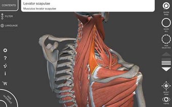 Image 2 for Muscular System - 3D Atla…