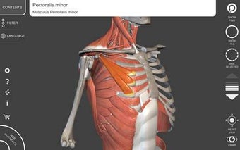 Image 1 for Muscular System - 3D Atla…