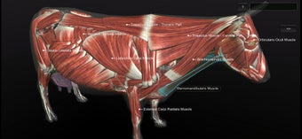 Image 0 for 3D Bovine Anatomy