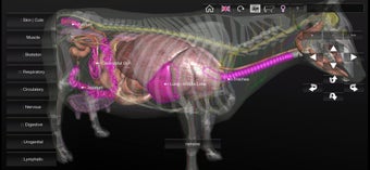 Image 2 for 3D Bovine Anatomy