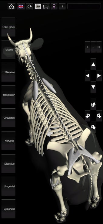Image 3 for 3D Bovine Anatomy