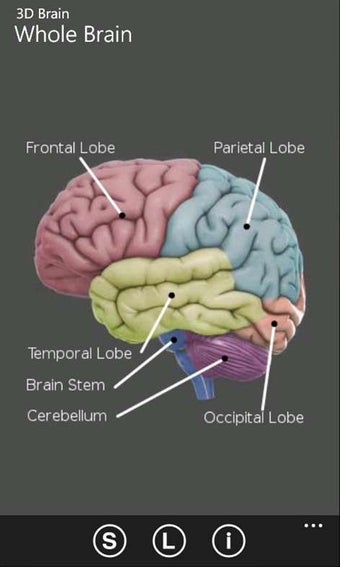 Imagen 2 para 3D Brain for Windows 10