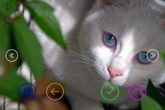 Image 0 for Cute Cats - Wallpapers & …