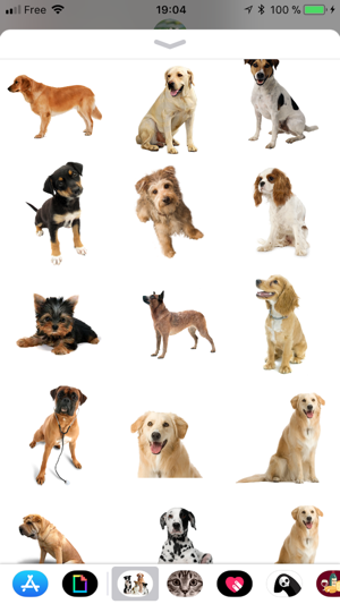 Image 0 for Dog
