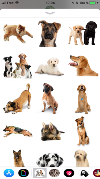 Image 2 for Dog
