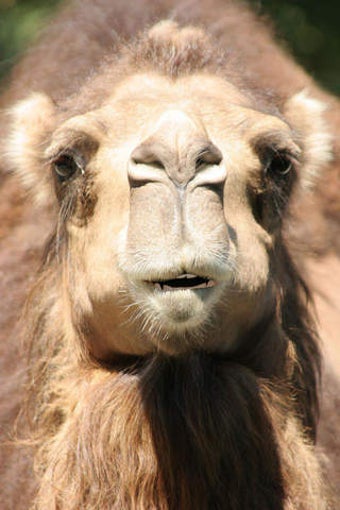 Image 0 for Talking Camel