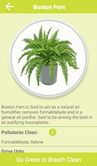 Image 2 for Air Cleaning Plants