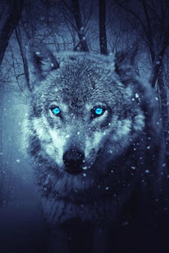 Image 3 for Wolf Wallpaper HD : backg…