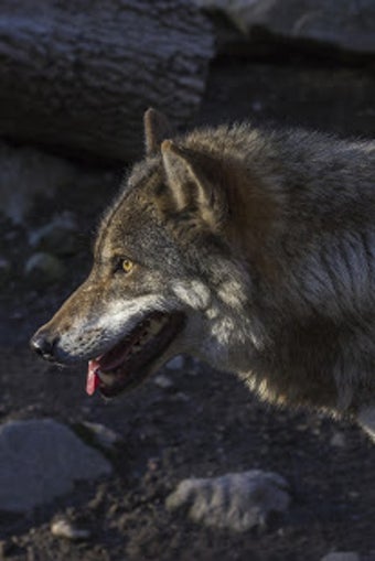 Image 2 for Wolf Wallpaper HD : backg…